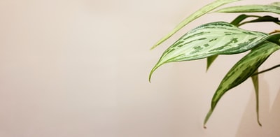 绿色和白色的植物
